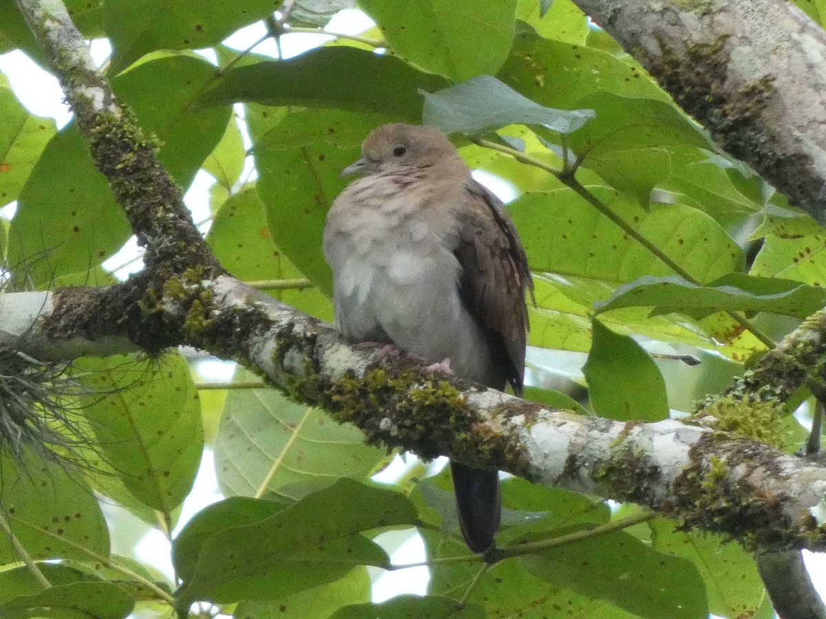 Ruddy Ground Dove - ML513031661