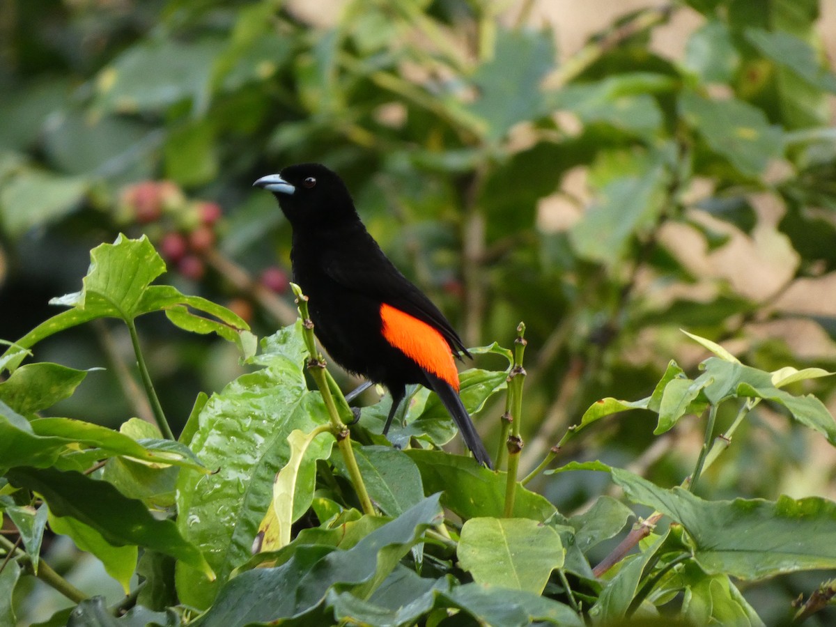 Scarlet-rumped Tanager - ML513032261