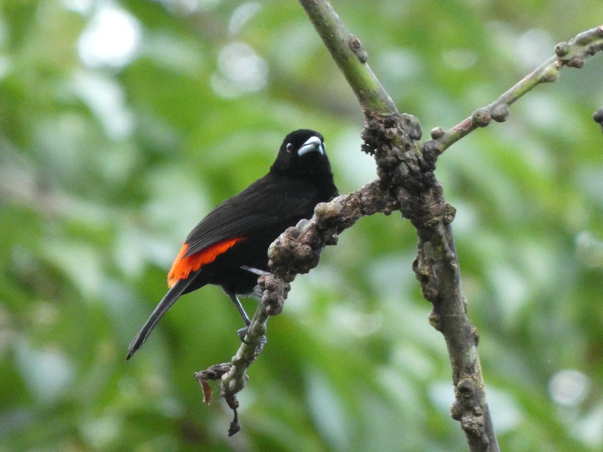 Scarlet-rumped Tanager - ML513032271