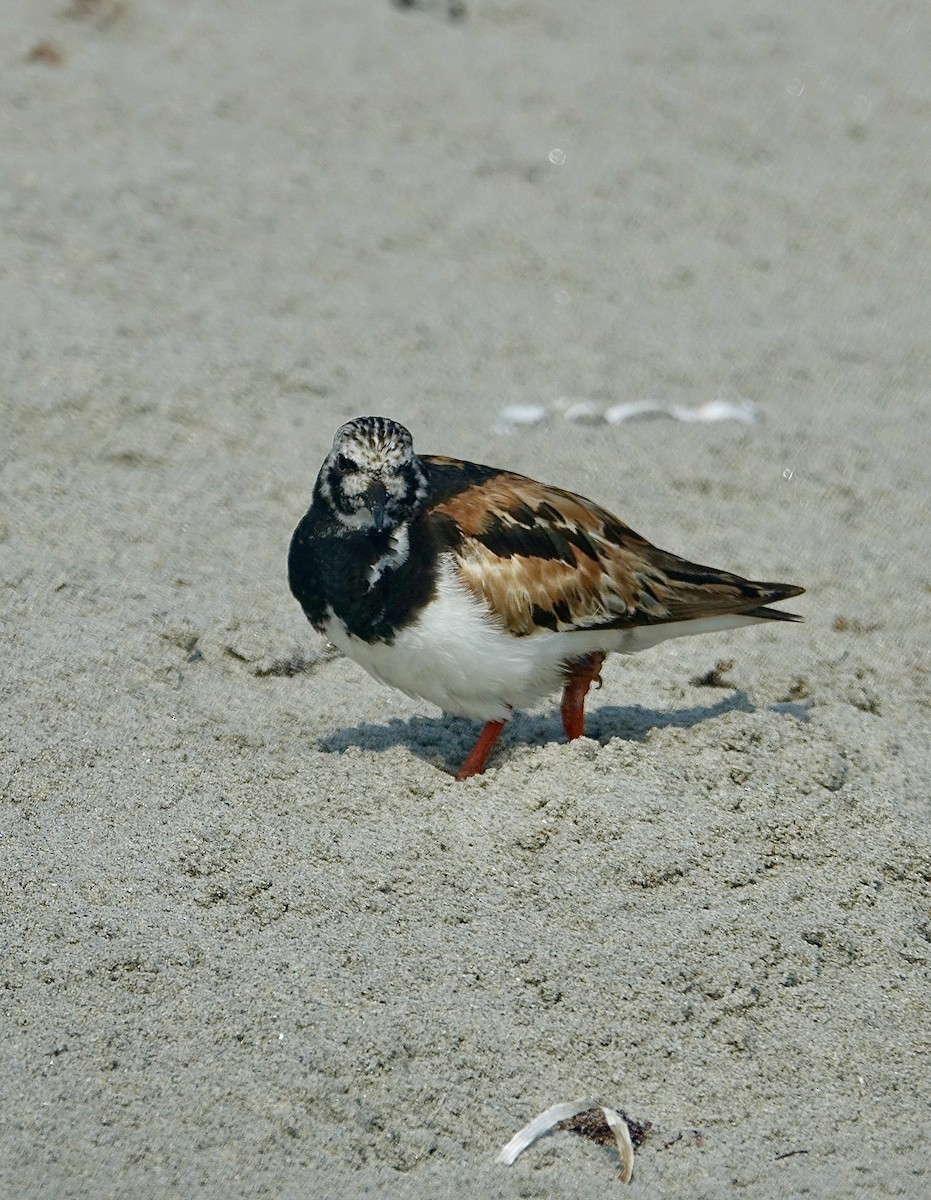 Ruddy Turnstone - ML513032371