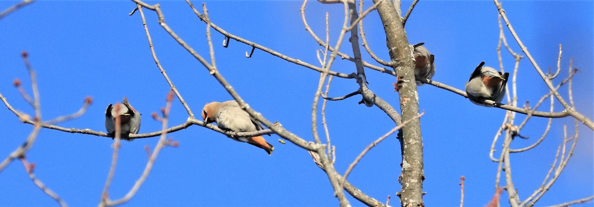 Bohemian Waxwing - ML513034531