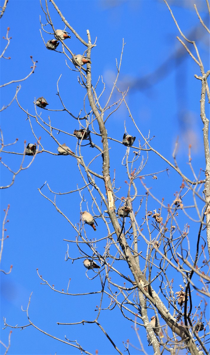 Bohemian Waxwing - ML513034561