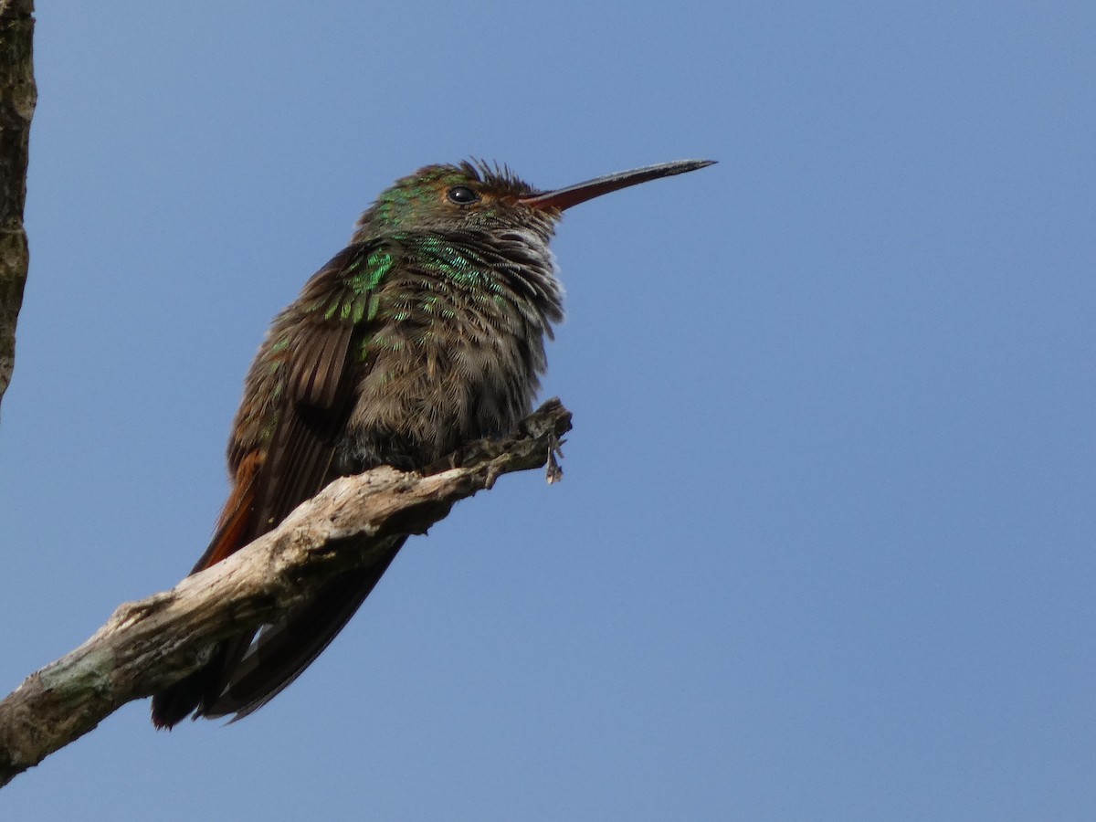 Rufous-tailed Hummingbird - ML513034941