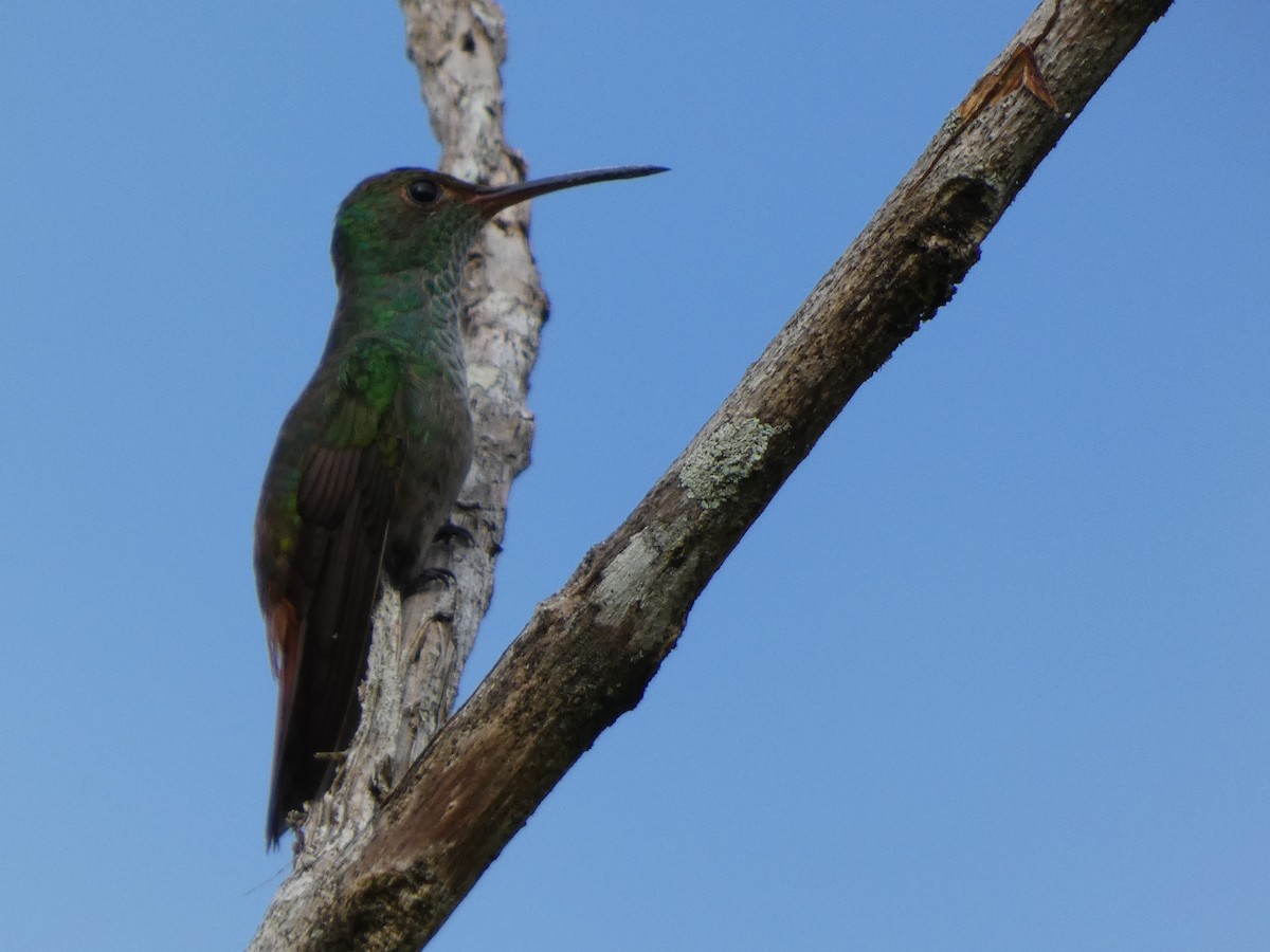 Rufous-tailed Hummingbird - ML513034961