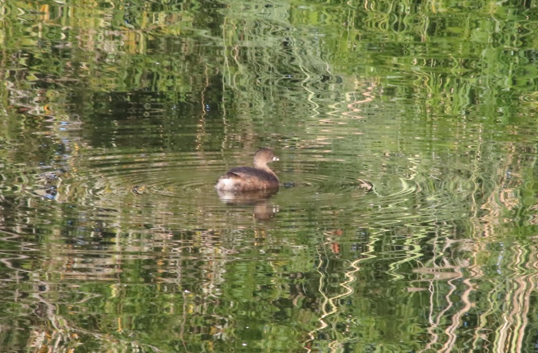 Pied-billed Grebe - ML513036811