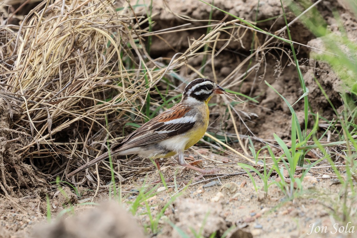 Golden-breasted Bunting - ML513037441