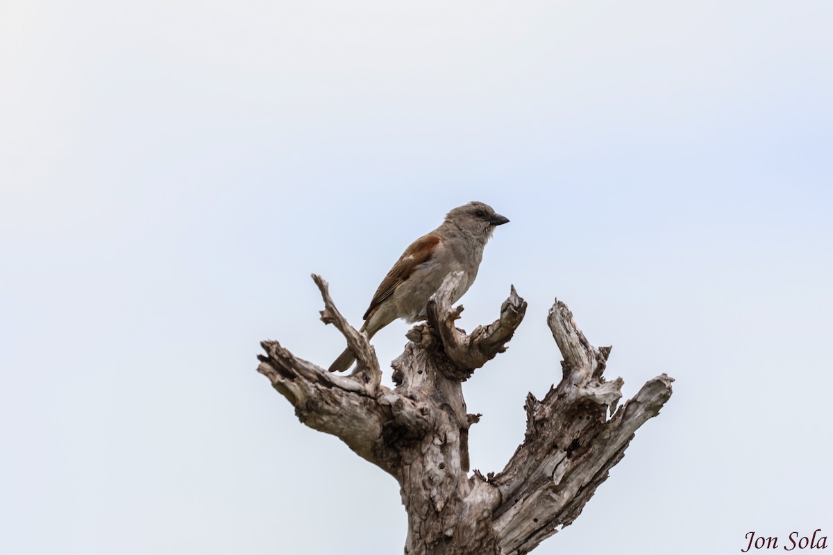 Southern Gray-headed Sparrow - ML513037481