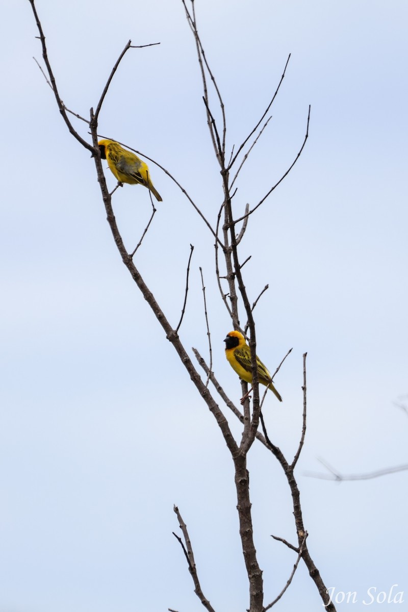 Southern Masked-Weaver - ML513037551