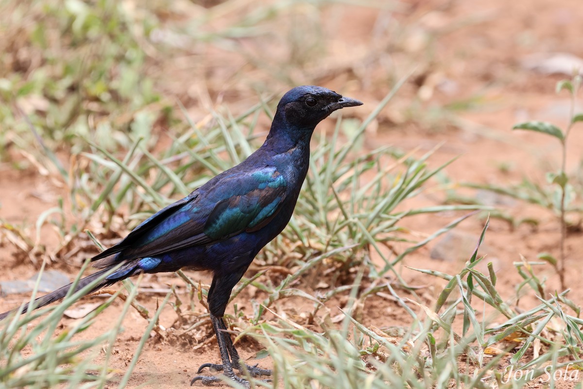 Burchell's Starling - ML513037581