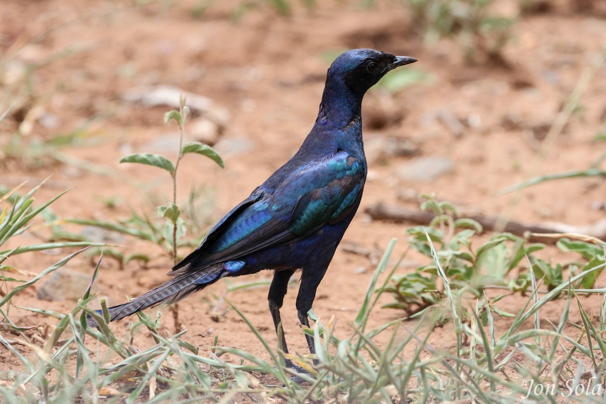 Burchell's Starling - ML513037591