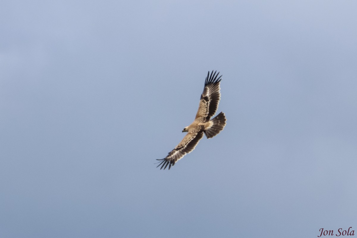 Águila Rapaz - ML513037701