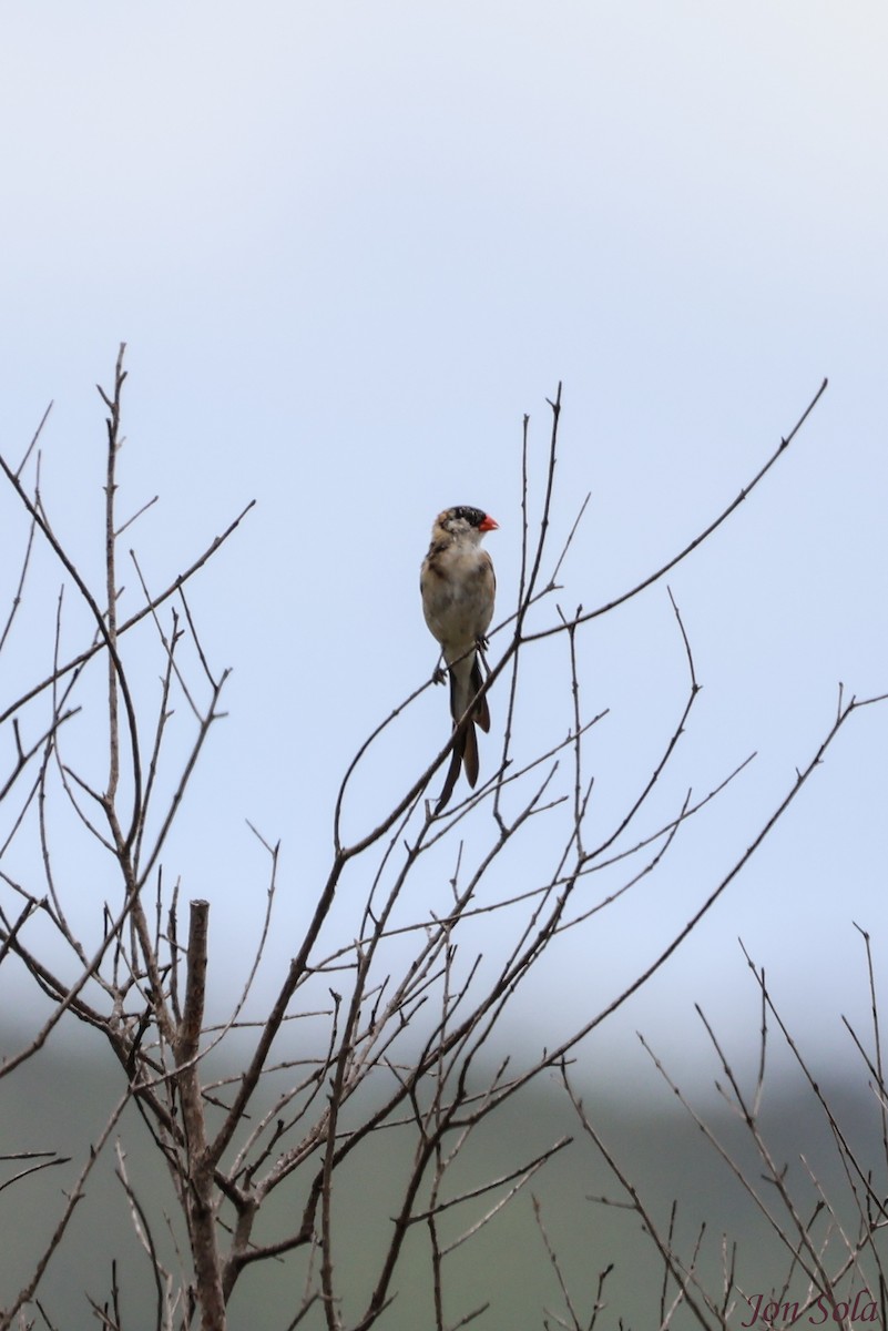 Pin-tailed Whydah - ML513037821