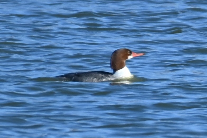 Common Merganser - ML513038281