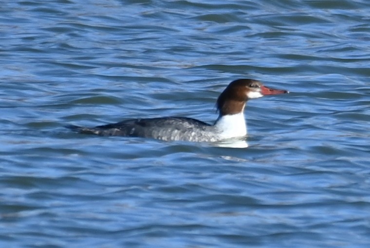 Common Merganser - ML513038291