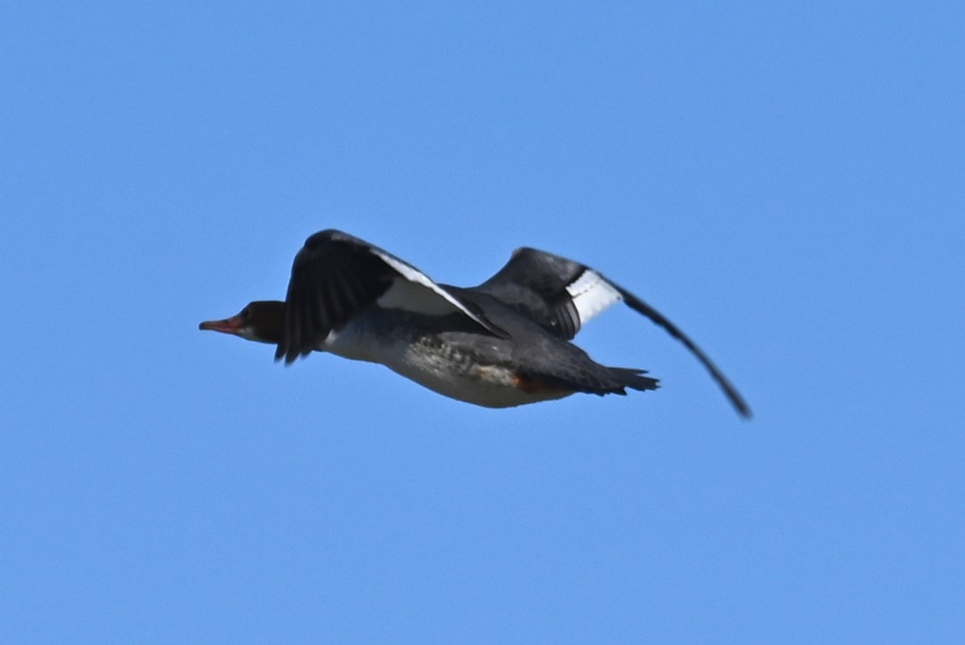 Common Merganser - ML513038301