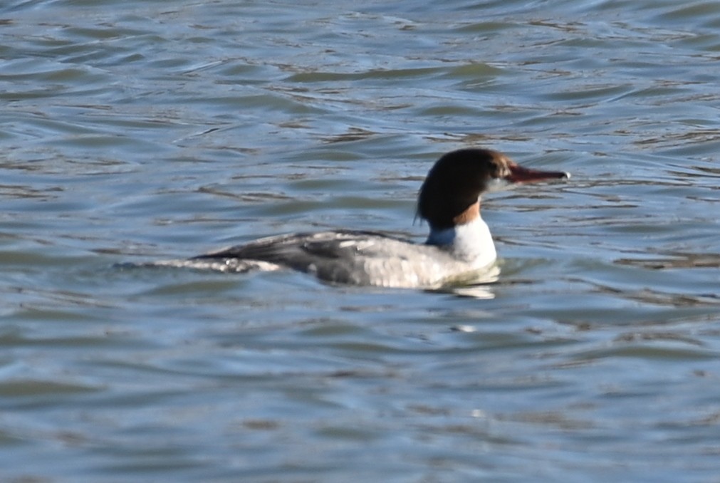 Common Merganser - ML513038311