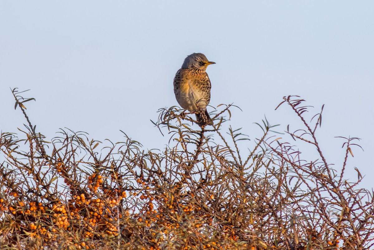 Fieldfare - ML513038491