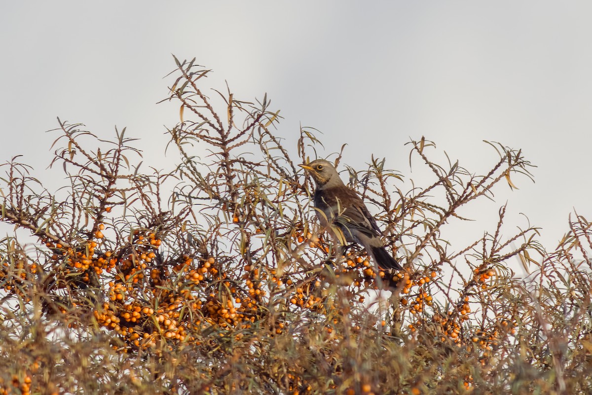 Fieldfare - ML513038501