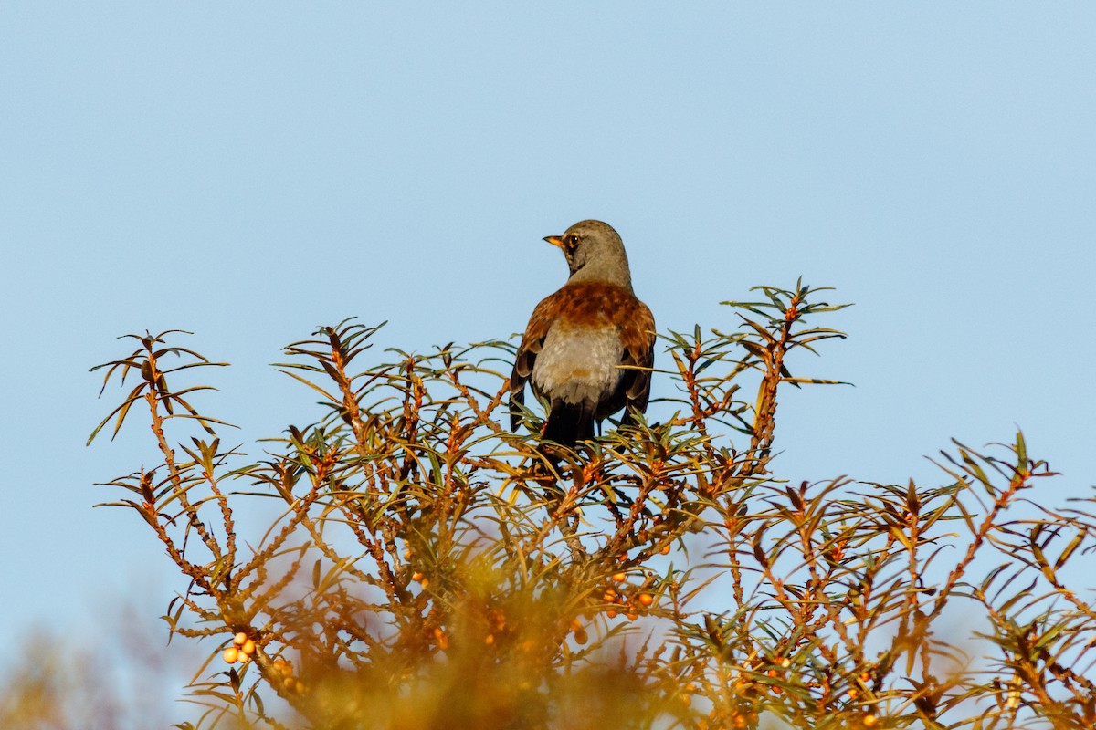 Fieldfare - ML513038521