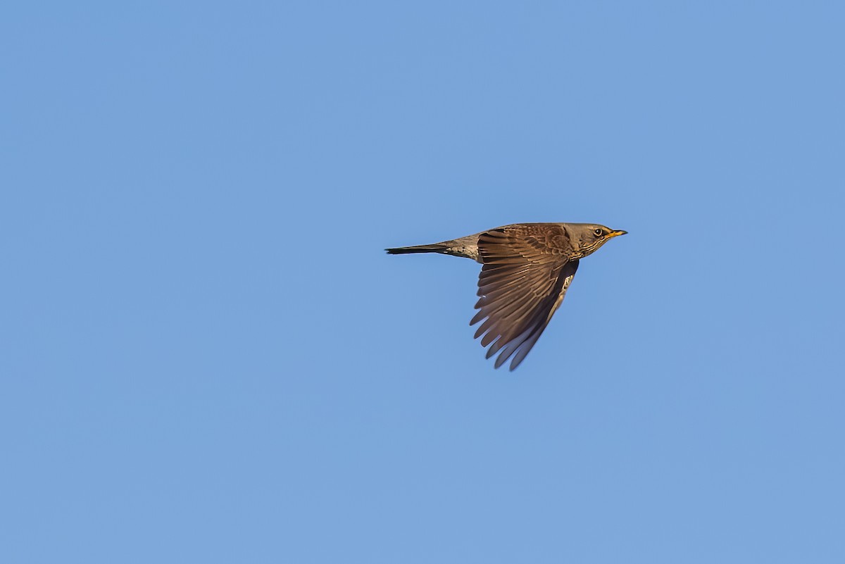 Fieldfare - ML513039181