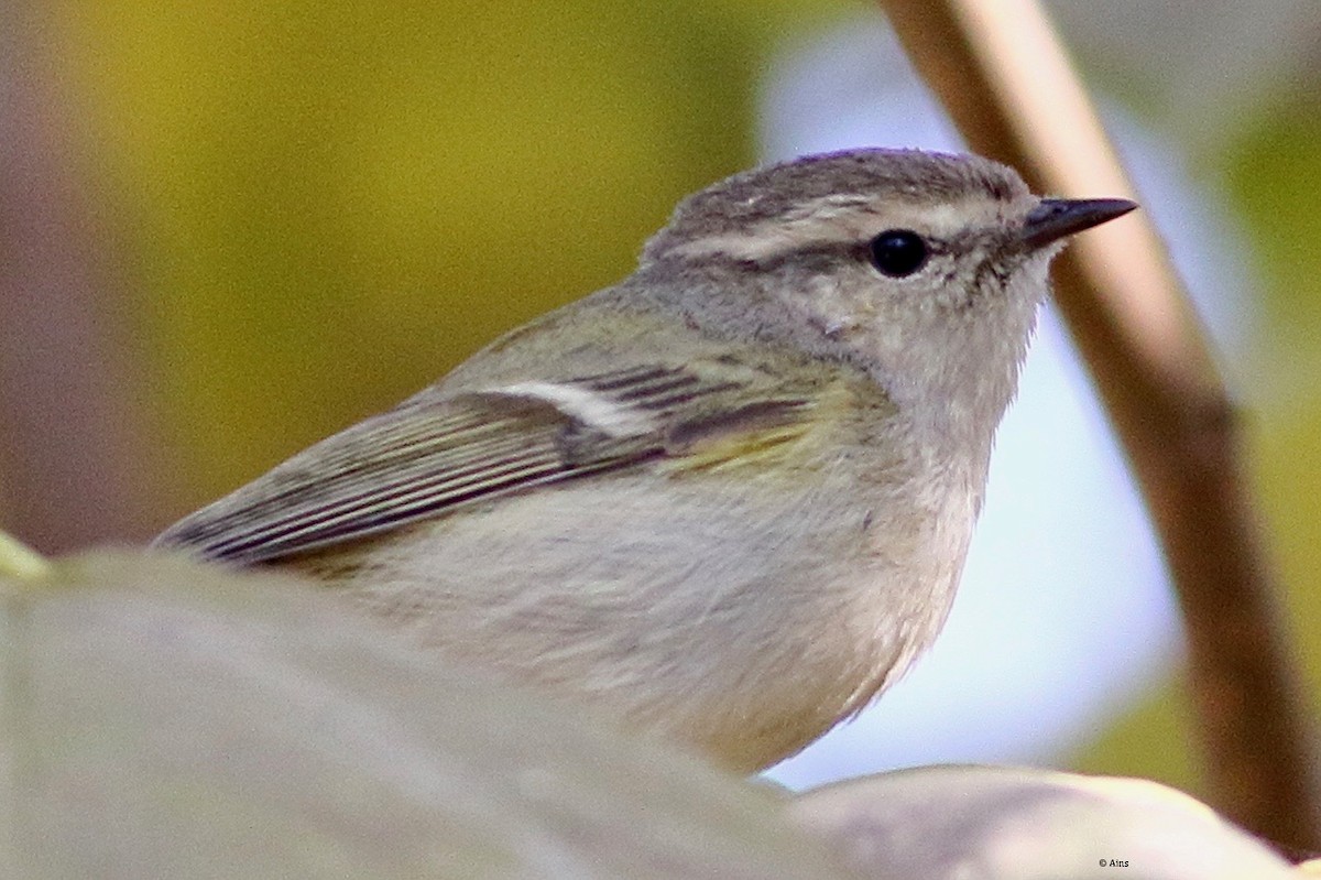 Hume's Warbler - ML513039821