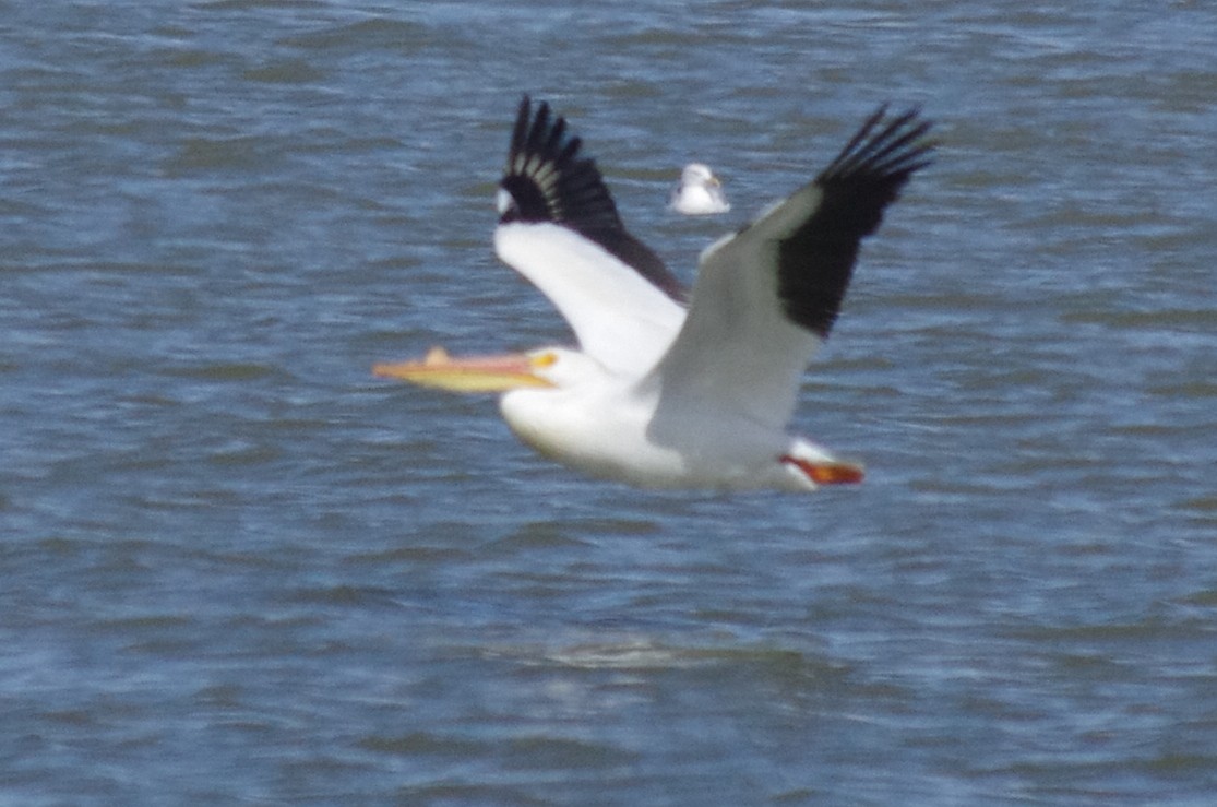 American White Pelican - ML51304051