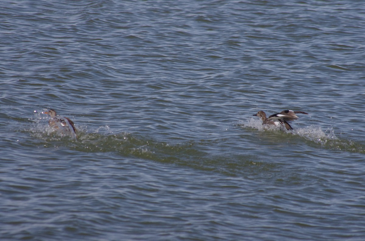 Gadwall - ML51304061