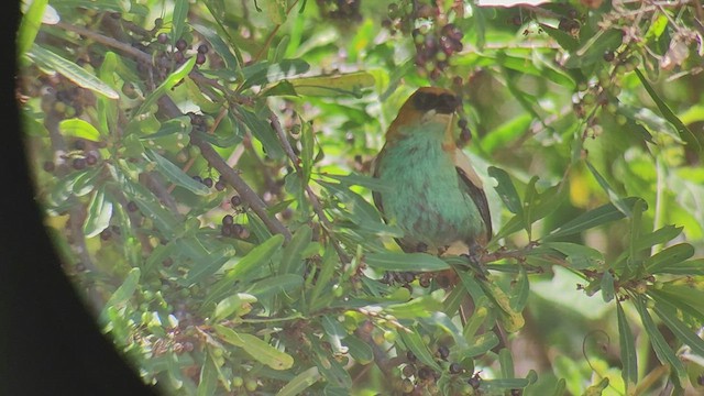 Chestnut-backed Tanager - ML513040611