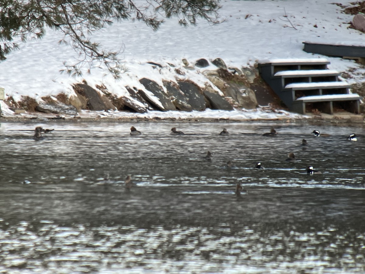 Hooded Merganser - ML513041241