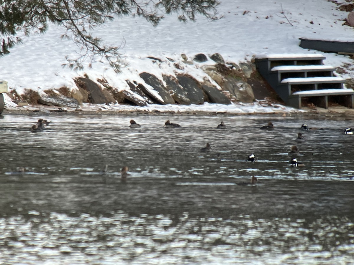 Hooded Merganser - ML513041251