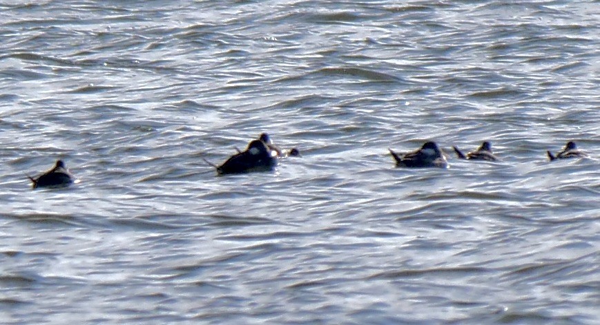 Ruddy Duck - ML513041581