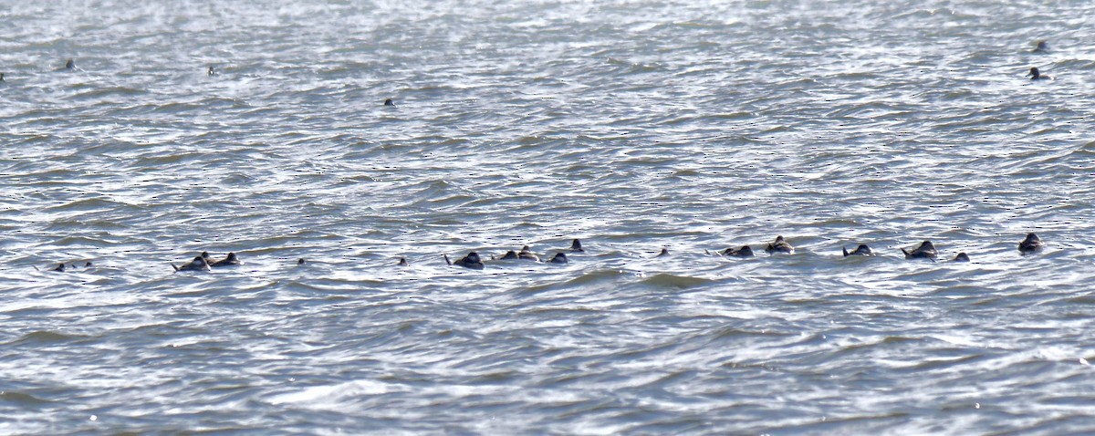 Ruddy Duck - ML513041591