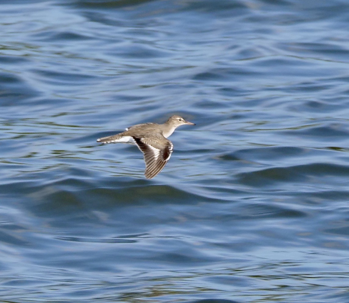 Spotted Sandpiper - ML513041701