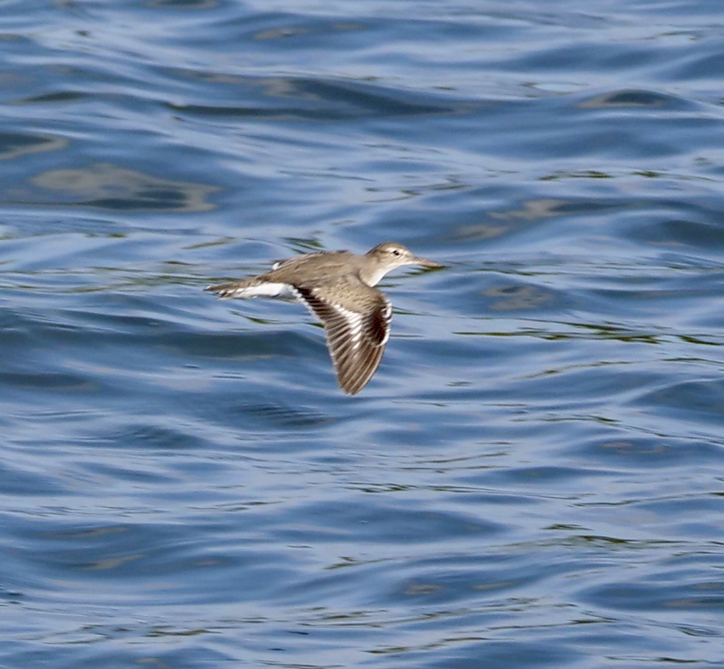 Spotted Sandpiper - ML513041711