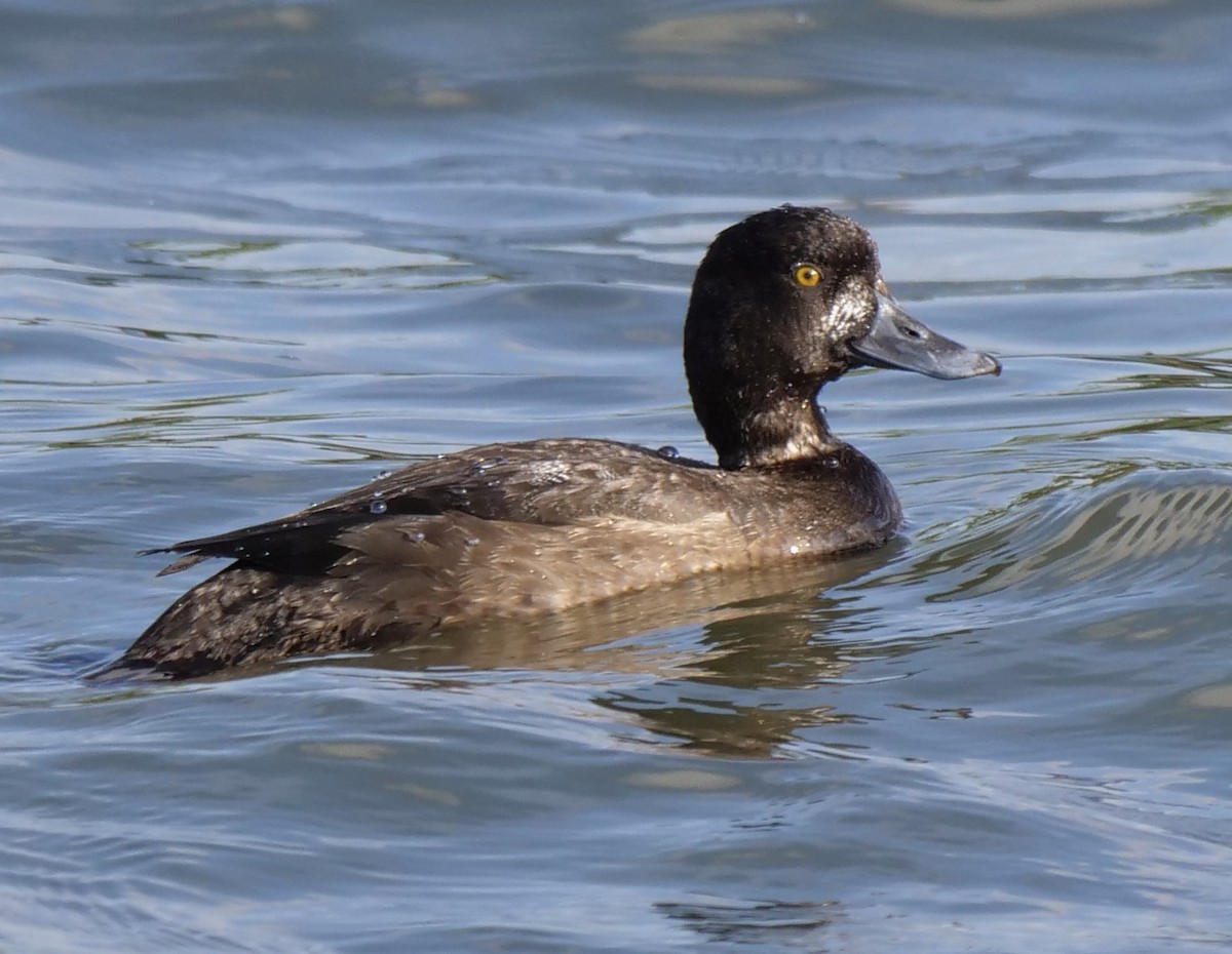Lesser Scaup - ML513042001