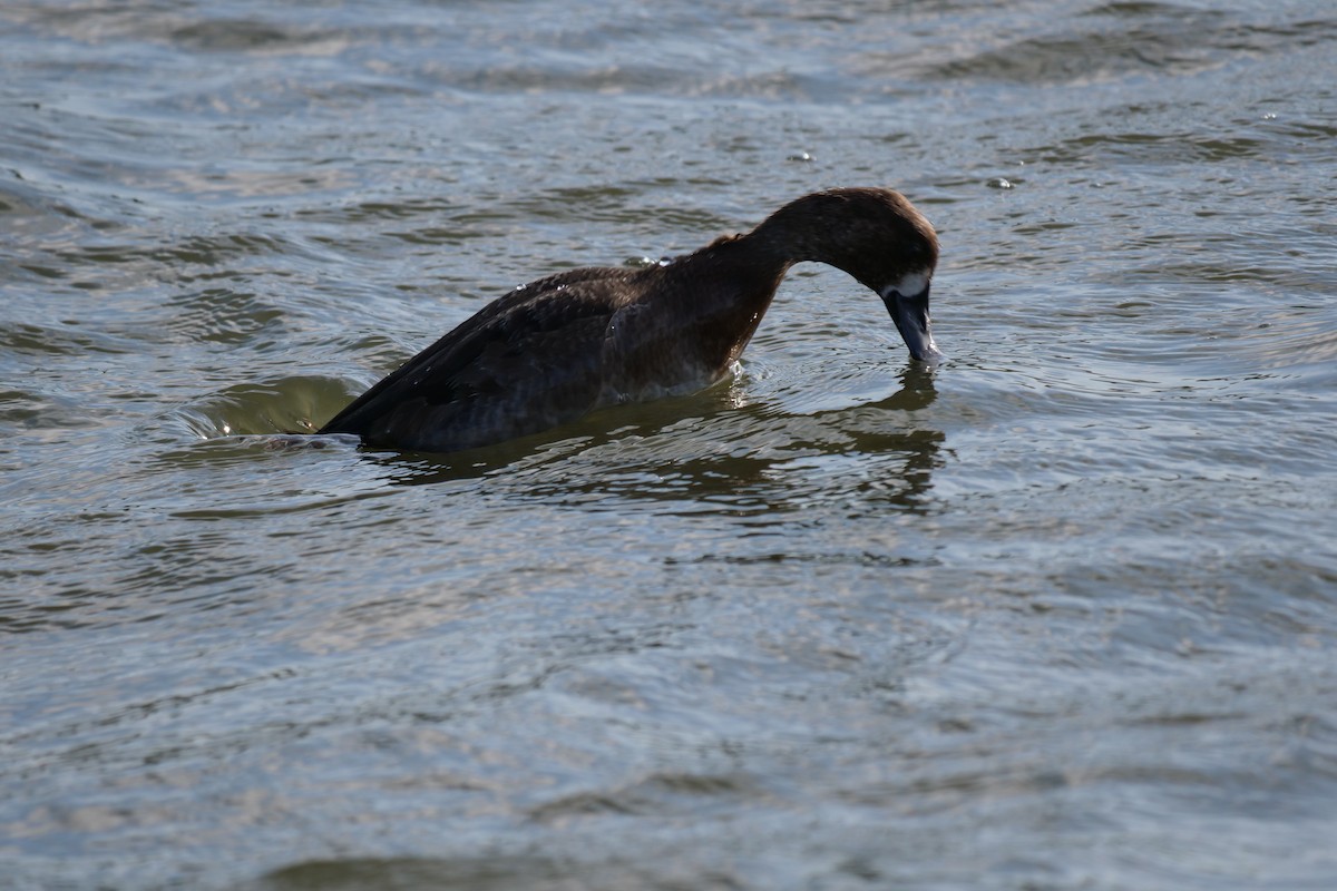 Lesser Scaup - ML513042031