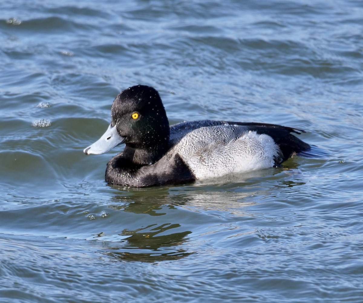 Lesser Scaup - ML513042041