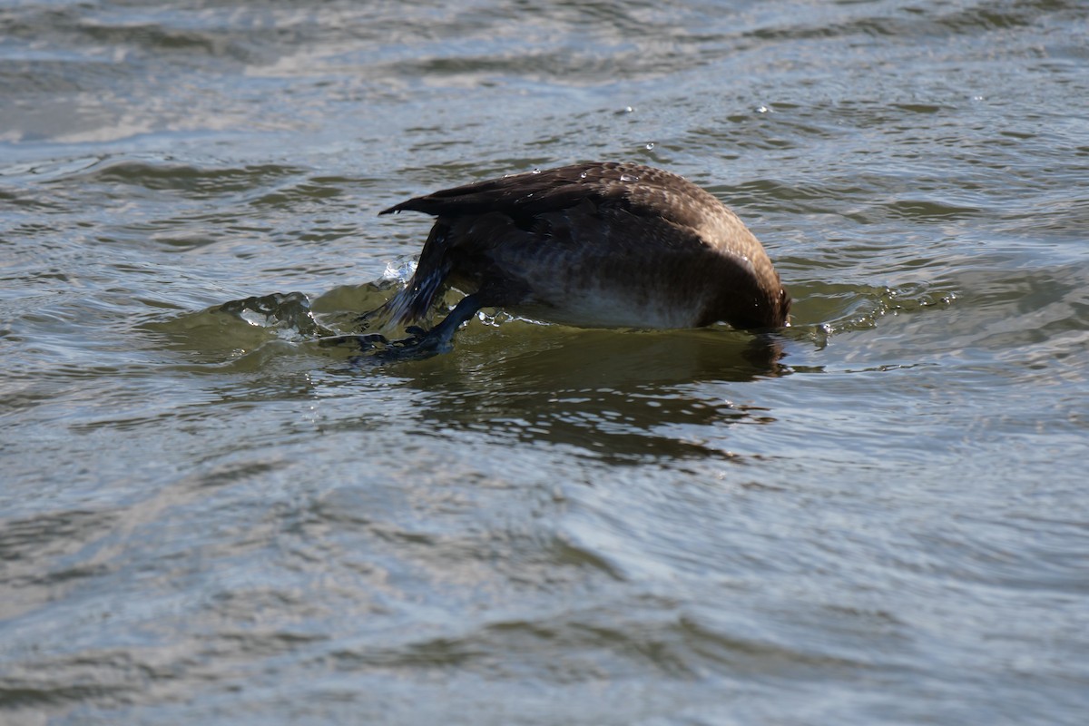 Lesser Scaup - ML513042051