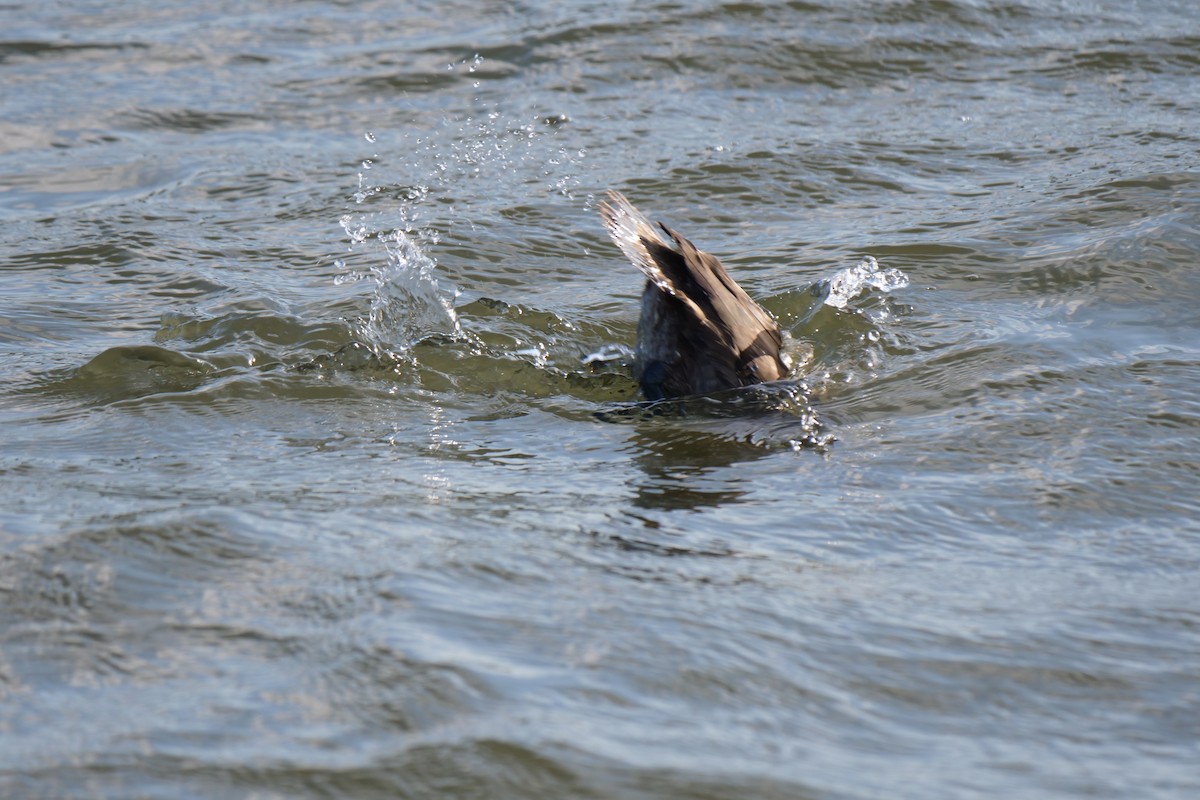 Lesser Scaup - ML513042061