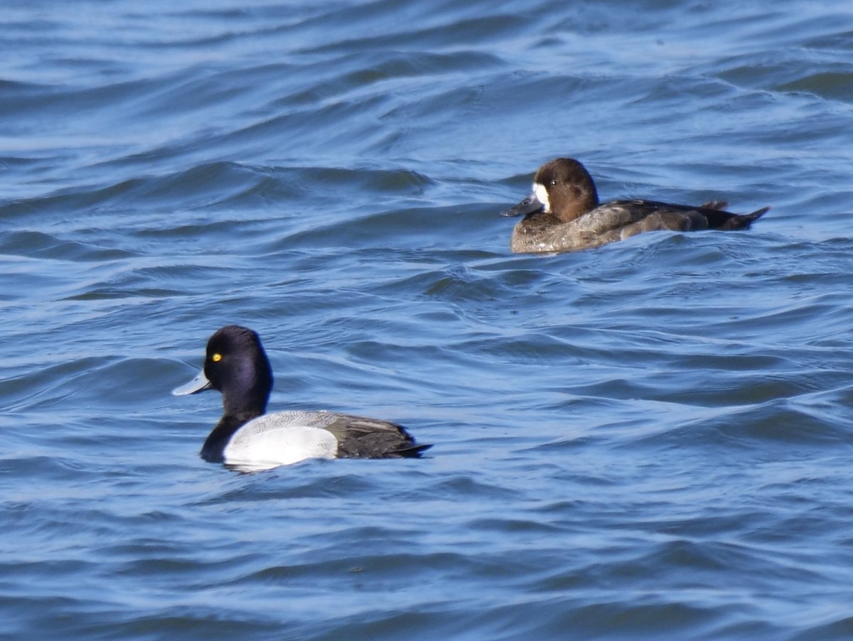 Lesser Scaup - ML513042091
