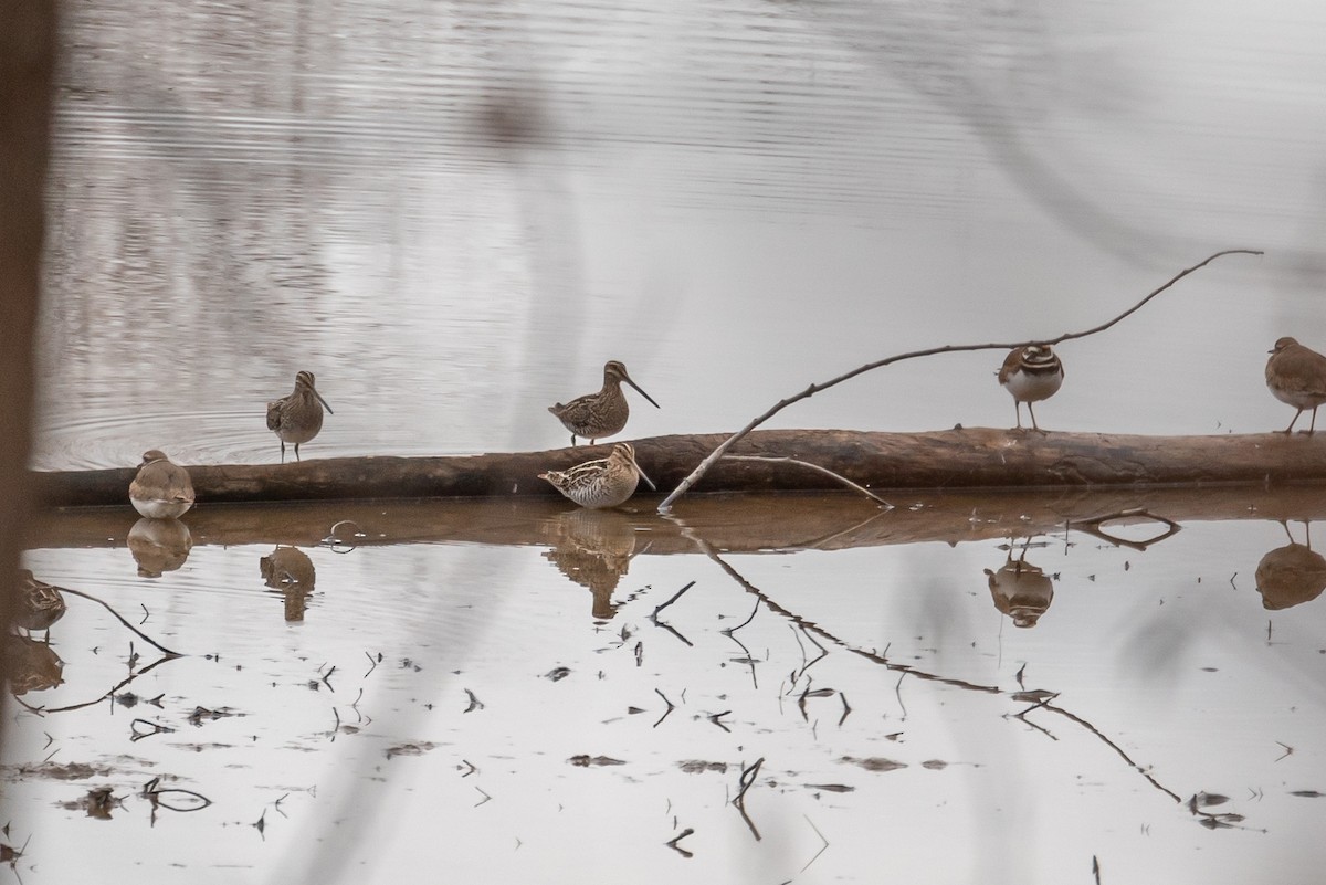 Wilson's Snipe - Niki Robertson