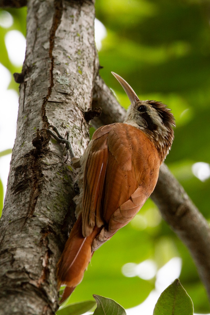 Narrow-billed Woodcreeper - ML513043601