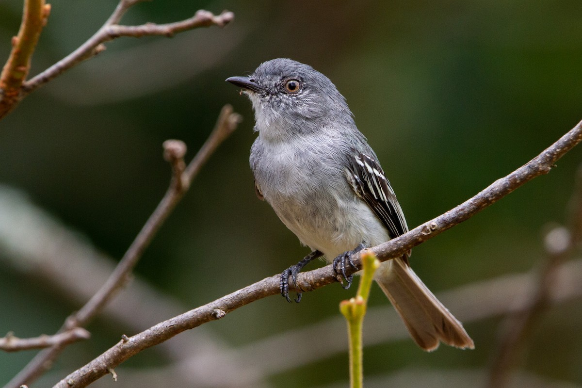 Gray-headed Elaenia - João Vitor Andriola