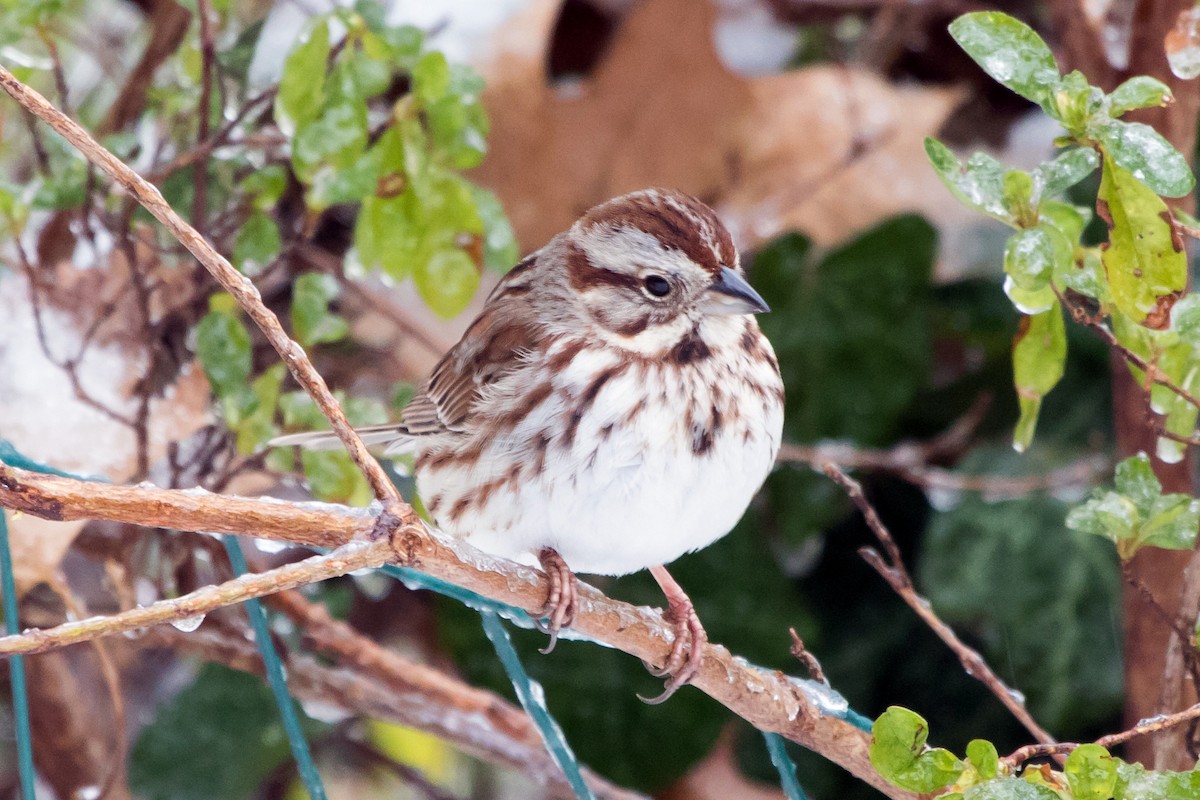 Song Sparrow - ML51304381