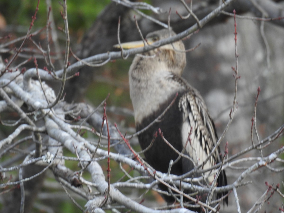 Anhinga Americana - ML513043911