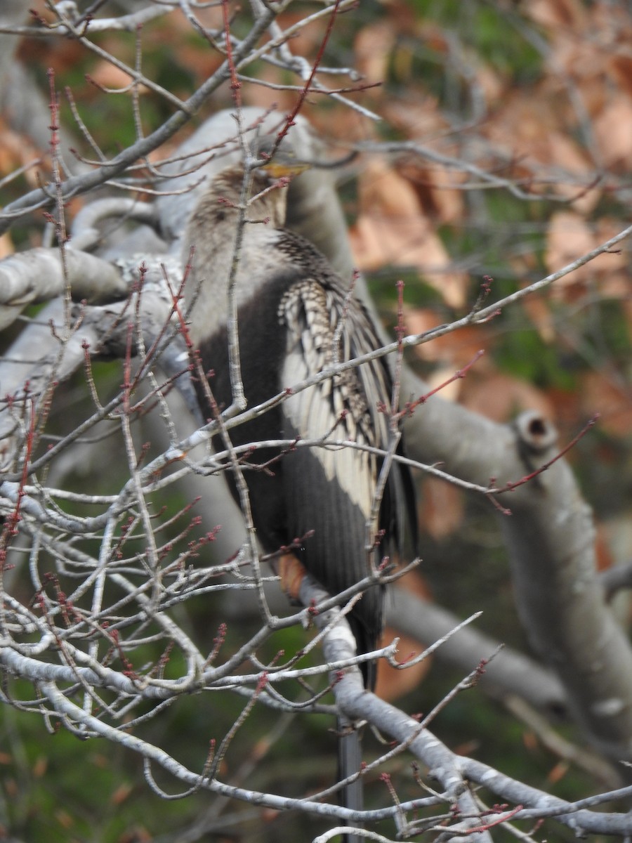 Anhinga Americana - ML513043941