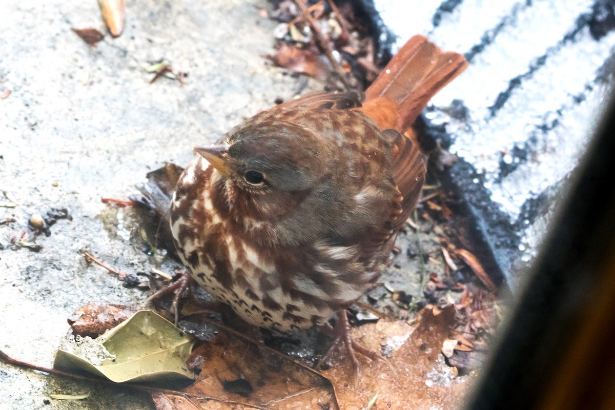 Fox Sparrow (Red) - Ashley Bradford