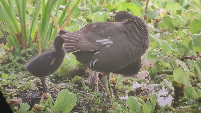 Amerikateichhuhn - ML513044501