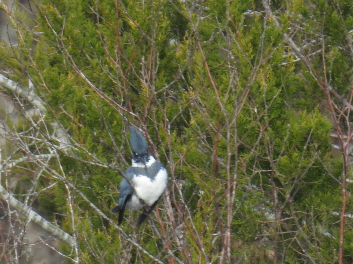 Martin-pêcheur d'Amérique - ML513044781