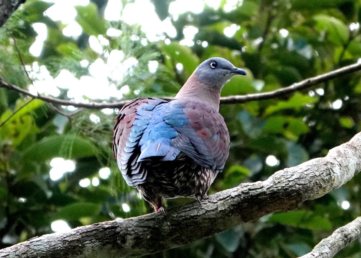 Zoe's Imperial-Pigeon - ML513044801